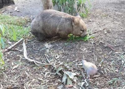 Puffing Billy Steam Train Ride Tour