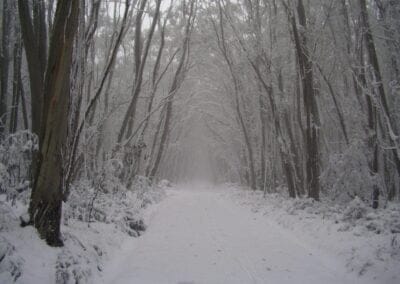 Snowy path through a forest of tall, snow-covered trees.