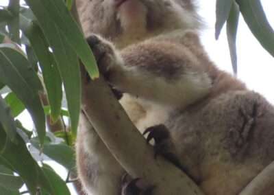 Koala resting on a tree branch