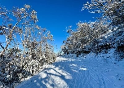 Snowy forest path under a clear blue sky