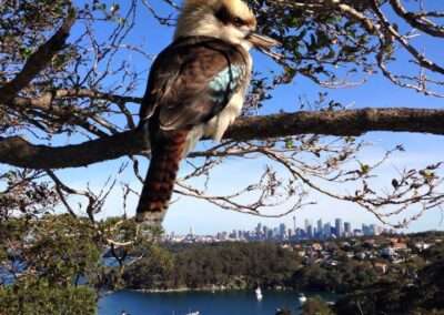 Kookaburra on branch overlooking city.