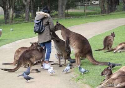 Visitor feeding kangaroos and surrounded by pigeons