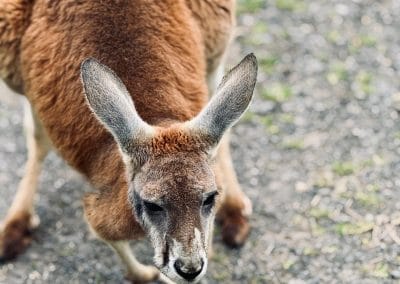 A kangaroo standing on all fours.