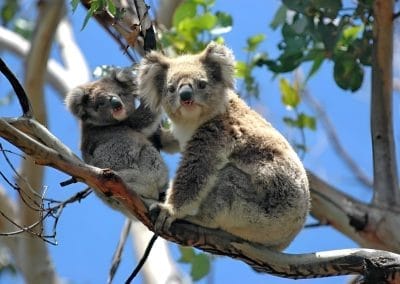 Adult and baby koala sitting together on a tree branch