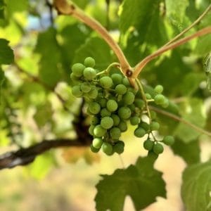 Private Wine Tasting Yarra Valley Tours