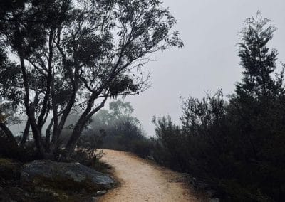 Webpage showing attachment details for a forest path photo with uploader info and metadata