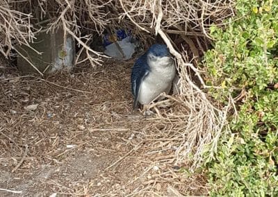 Little penguin resting in a burrow made of dry twigs and leaves