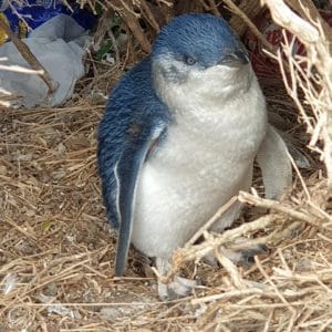 Little penguin resting in a burrow made of dry twigs and leaves