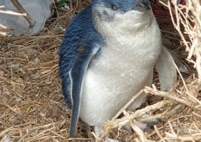 Little penguin resting in a burrow made of dry twigs and leaves