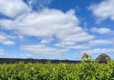 Green farmland under a blue sky
