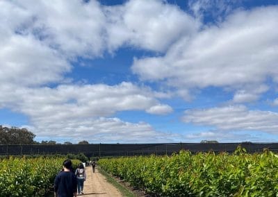 Person walking through a vineyard on a sunny day