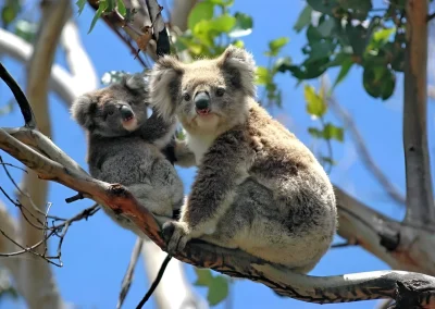 Adult and baby koala sitting together on a tree branch