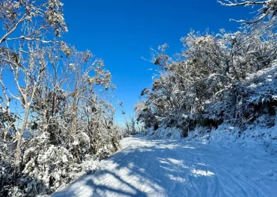 Snow-covered trail surrounded by frosted trees under a clear blue sky