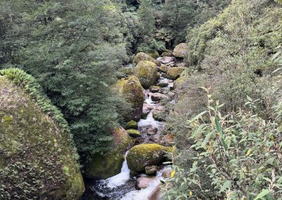 Stream flowing through a lush green forest with moss-covered rocks